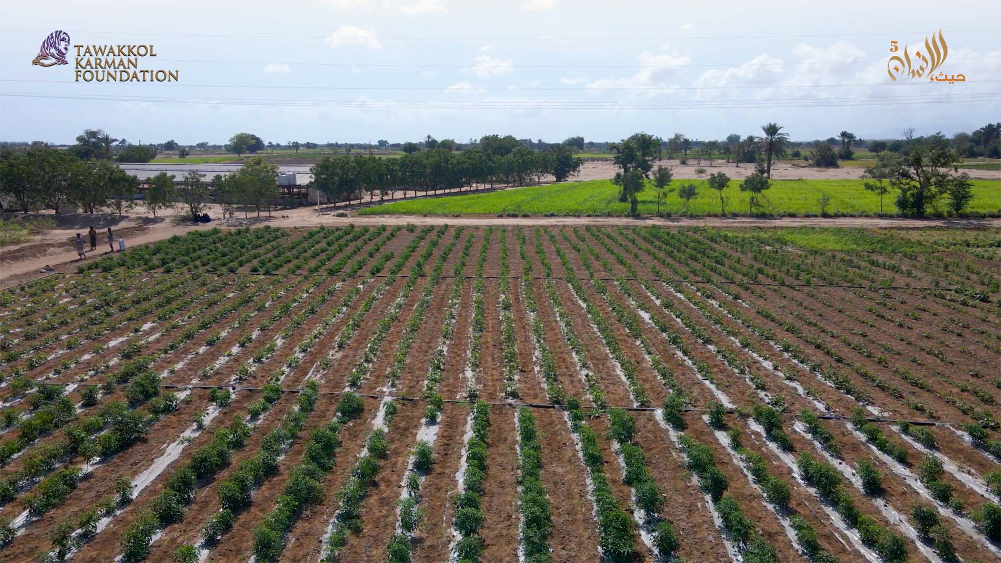  Tawakkol Karman Foundation Supports Blind Farmer (Lahj, Yemen)