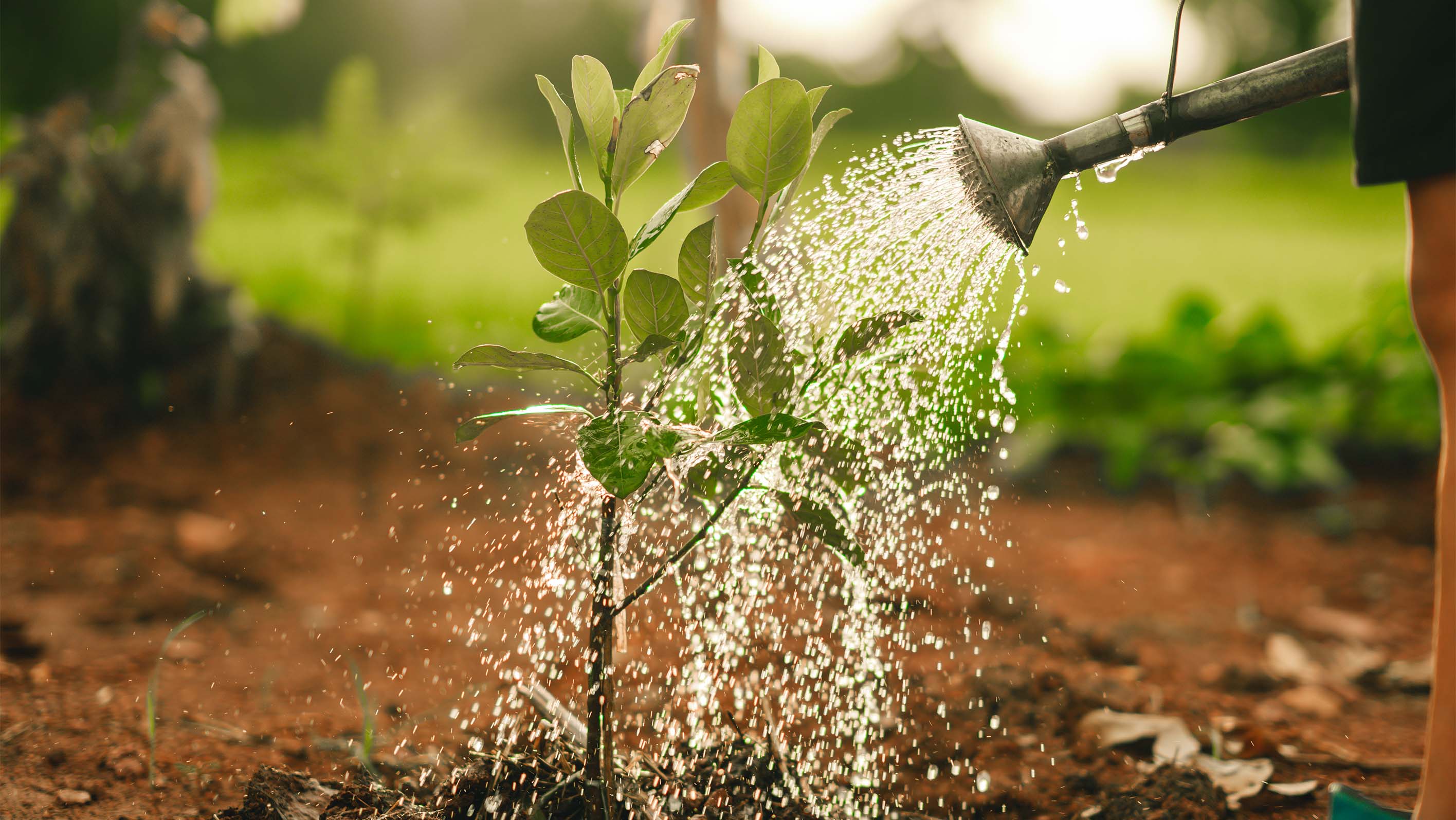 This image for Image Layouts addon